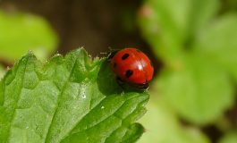 Marienkäfer auf einem Blatt